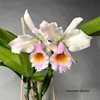 Cattleya Fabula Rosada
